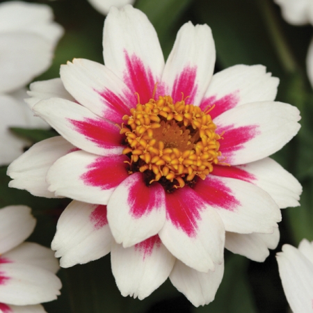 ZINNIA STARBURST ROSE