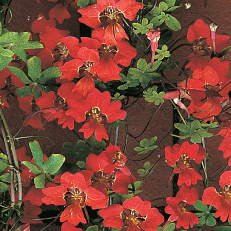 SCOTTISH FLAME FLOWER TROPAEOLUM SPECIOSUM SEEDS | Plants &