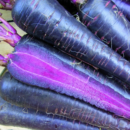 CARROT PURPLE HYBRID F1