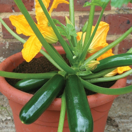 COURGETTE ROYAL FLUSH F1