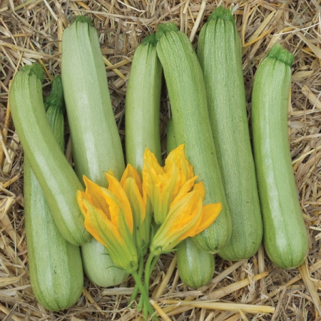 COURGETTE ALFRESCO F1