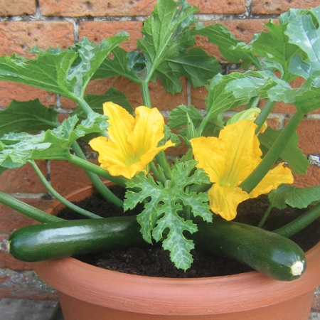 COURGETTE BABY MIDNIGHT F1