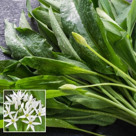 WILD GARLIC