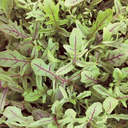 ROCKET WILD DRAGON TONGUE