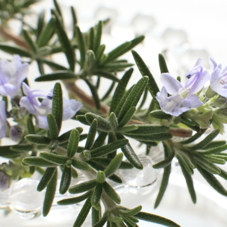 ROSEMARY
