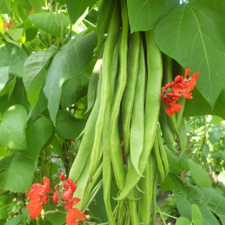 RUNNER BEAN FIRESTORM