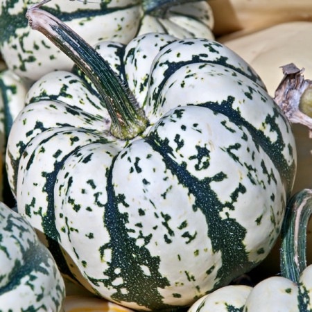 SQUASH SWEET DUMPLING
