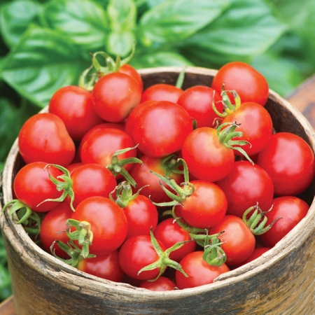 TOMATO BABY BOOMER