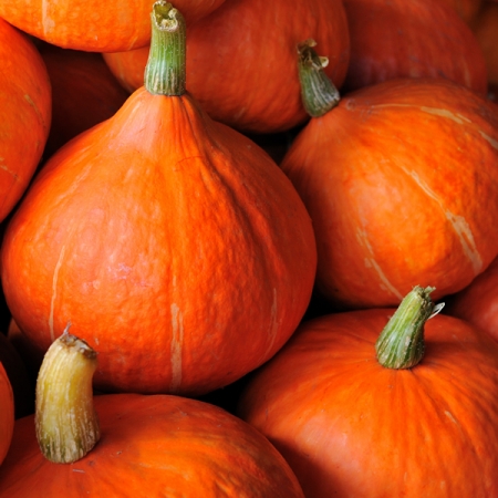 SQUASH POTIMARRON