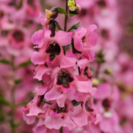 ANGELONIA SERENITA PINK