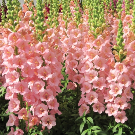 ANTIRRHINUM PINK TRUMPETS F1