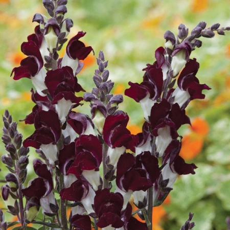 ANTIRRHINUM NIGHT & DAY