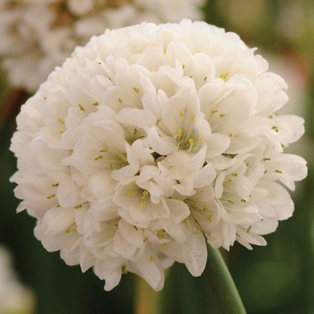 ARMERIA BALLERINA WHITE