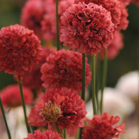 ARMERIA BALLERINA RED
