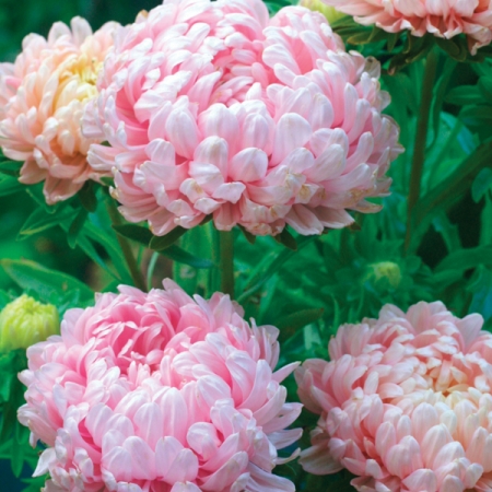 ASTER CHRYSANTHEMUM FLOWERED APRICOT