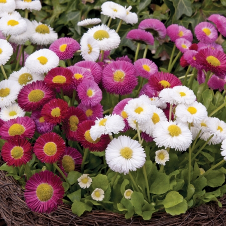 BELLIS MEDICIS MIXED