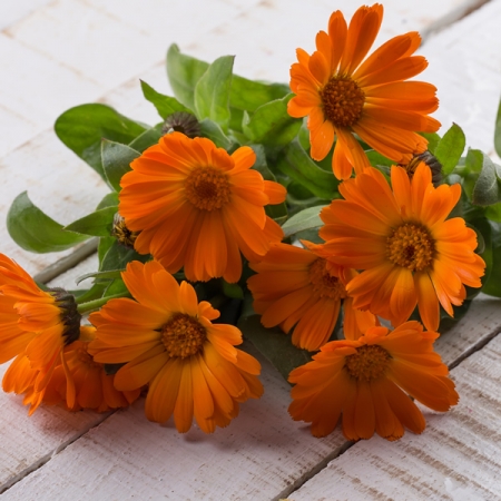 CALENDULA ORANGE DAISY