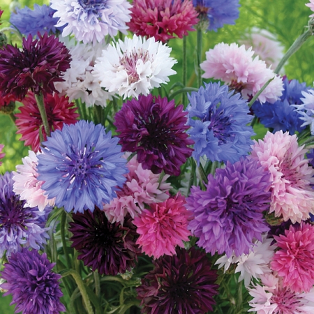 CENTAUREA CUTTING MIXED