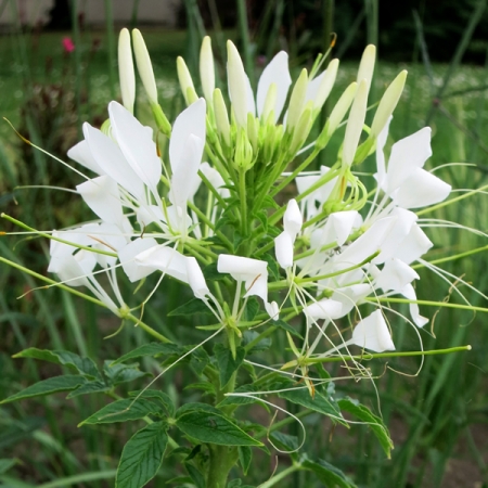 CLEOME WHITE QUEEN