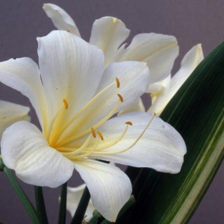 CLIVIA VARIEGATA BLANCA