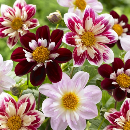 DAHLIA COLLARETTE DANDY IMPROVED