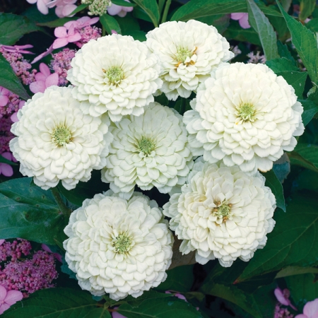 Zinnia Seeds | ZINNIA WHITE WEDDING | New & Featured Flowers