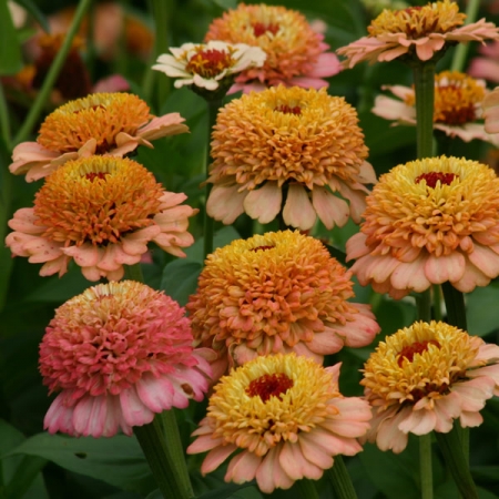 ZINNIA ZINDERELLA PEACH