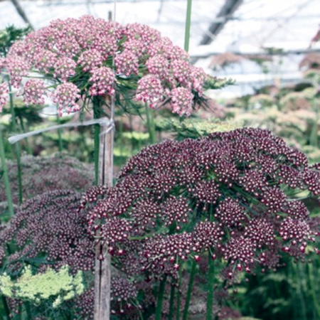 DAUCUS CAROTA DARA