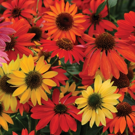ECHINACEA CHEYENNE SPIRIT