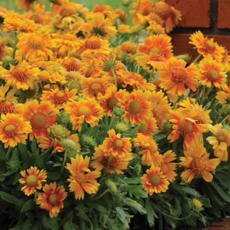 GAILLARDIA SIMPLE SIMON PEACH