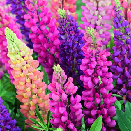 LUPIN SUMMER CARNIVAL