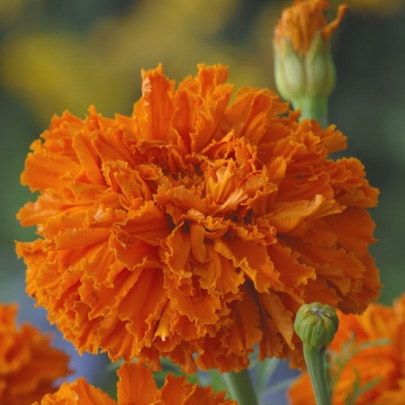 MARIGOLD KEES ORANGE
