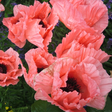 PAPAVER CORAL REEF