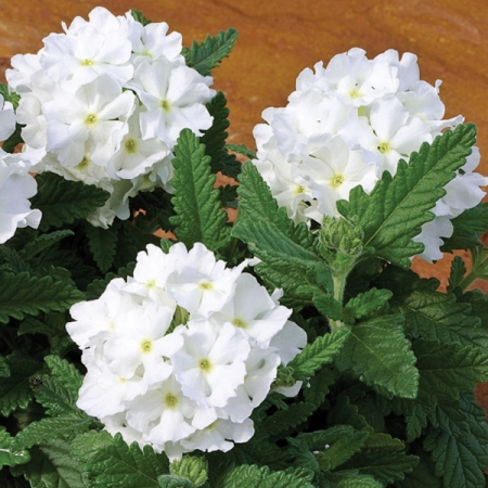 VERBENA TUSCANY WHITE