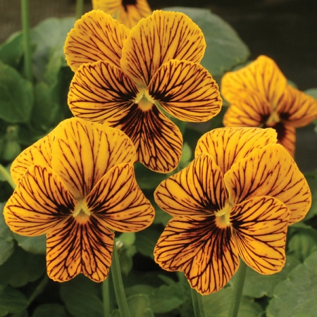 VIOLA TIGER EYE GOLD F1