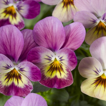 VIOLA ENDURIO PINK SHADES F1