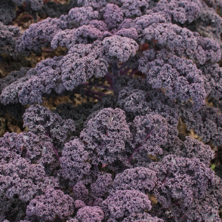 BORECOLE KALE RED BOR F1
