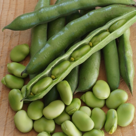 BROAD BEAN ROBIN HOOD