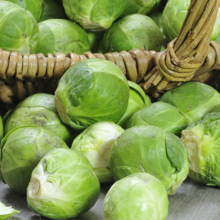 BRUSSELS SPROUT BRILLIANT F1