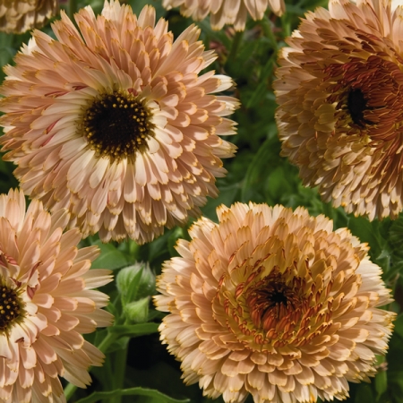 CALENDULA COFFEE CREAM