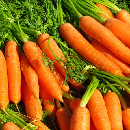 CARROT FLYAWAY F1