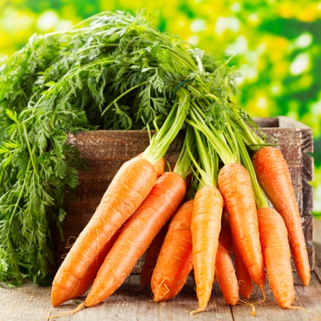 CARROT RESISTAFLY F1