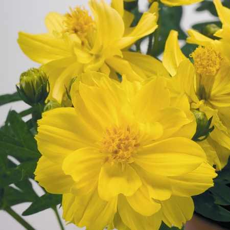 COSMOS LIMARA LEMON