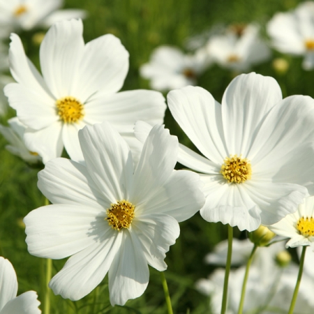 COSMOS SENSATION PURITY
