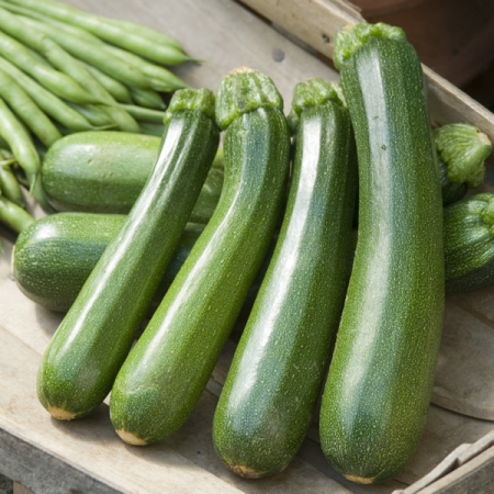 COURGETTE BLACK FOREST F1
