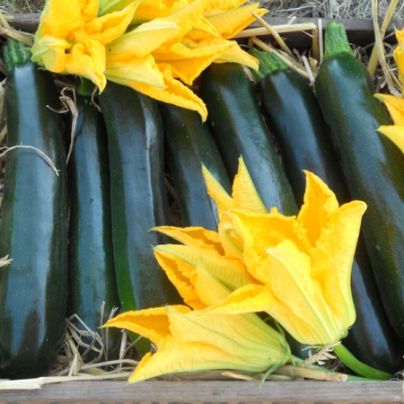 COURGETTE BRITISH SUMMERTIME F1
