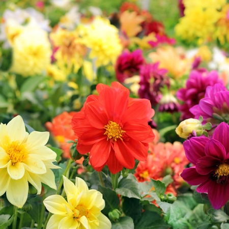 DWARF DAHLIA BAMBINO MIXED | Annual & Perennial Flower Seeds