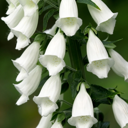 DIGITALIS PURPUREA ALBA