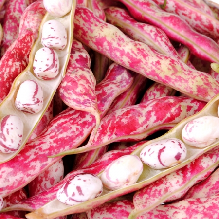 DWARF BEAN LINGUA DI FUOCO