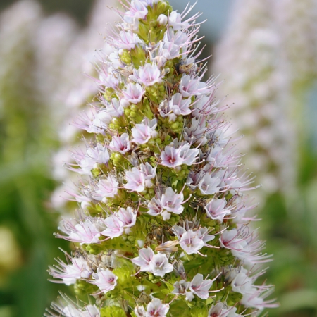 ECHIUM PININANA WHITE TOWER